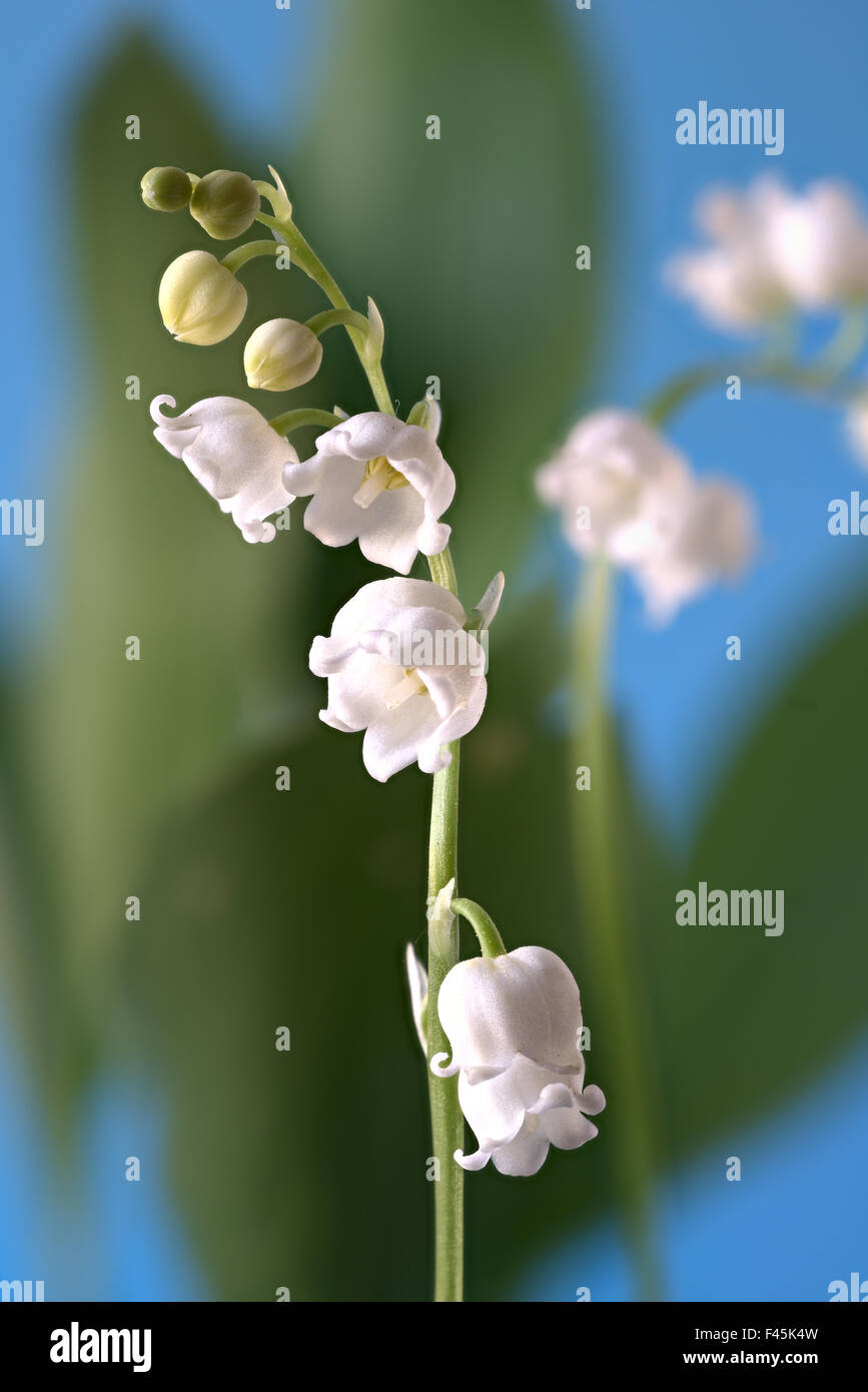 Lilly of the valley hi-res stock photography and images - Alamy