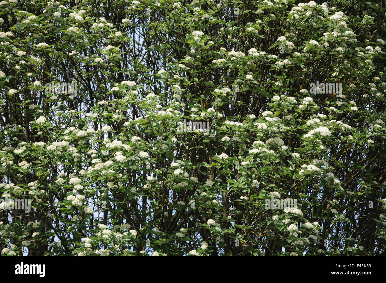 Scottish whitebeam hi-res stock photography and images - Alamy