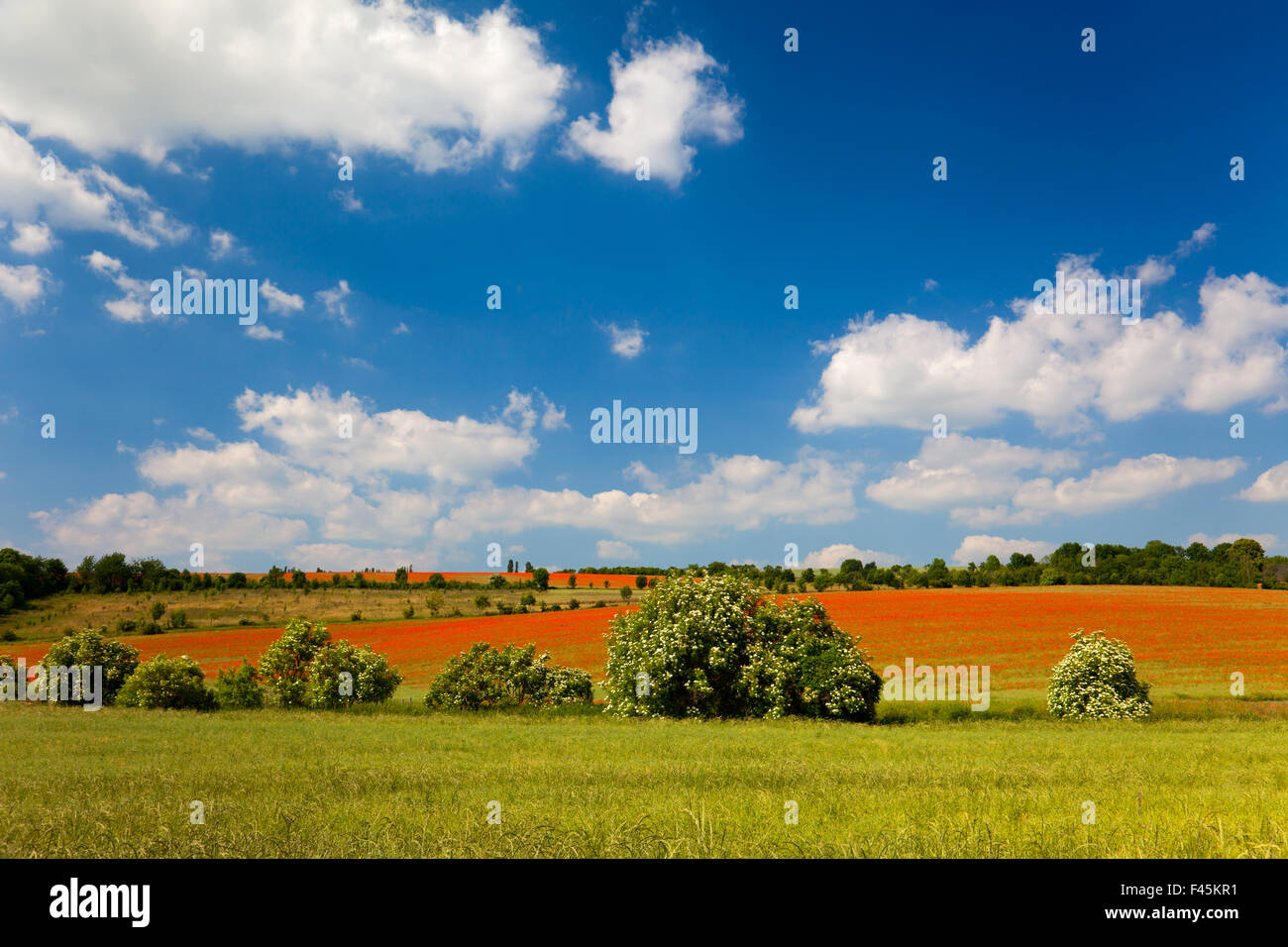 poppy seed flowering field Stock Photo Alamy