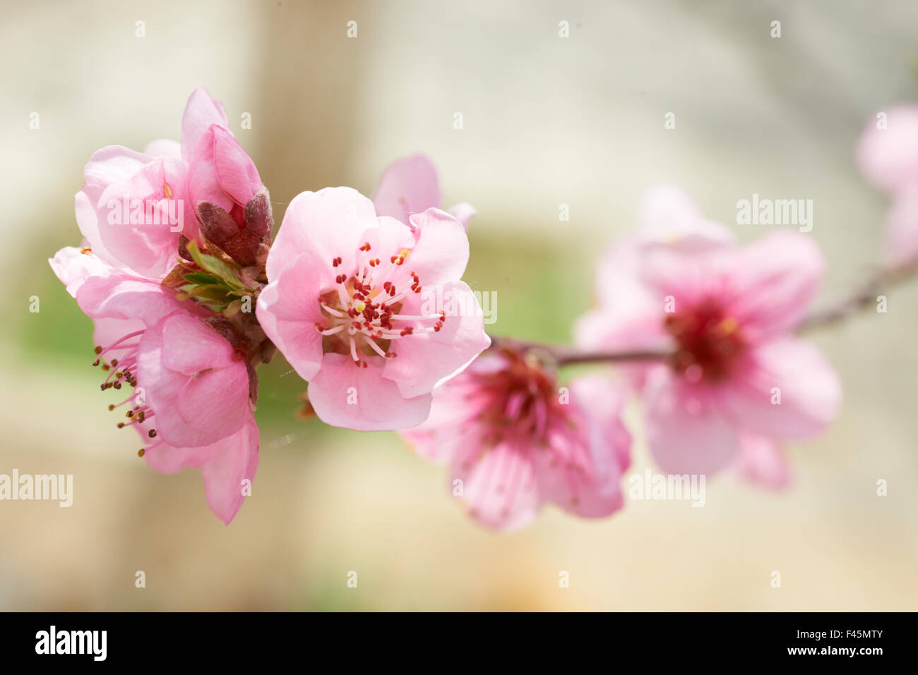 Almond pink flowers Stock Photo