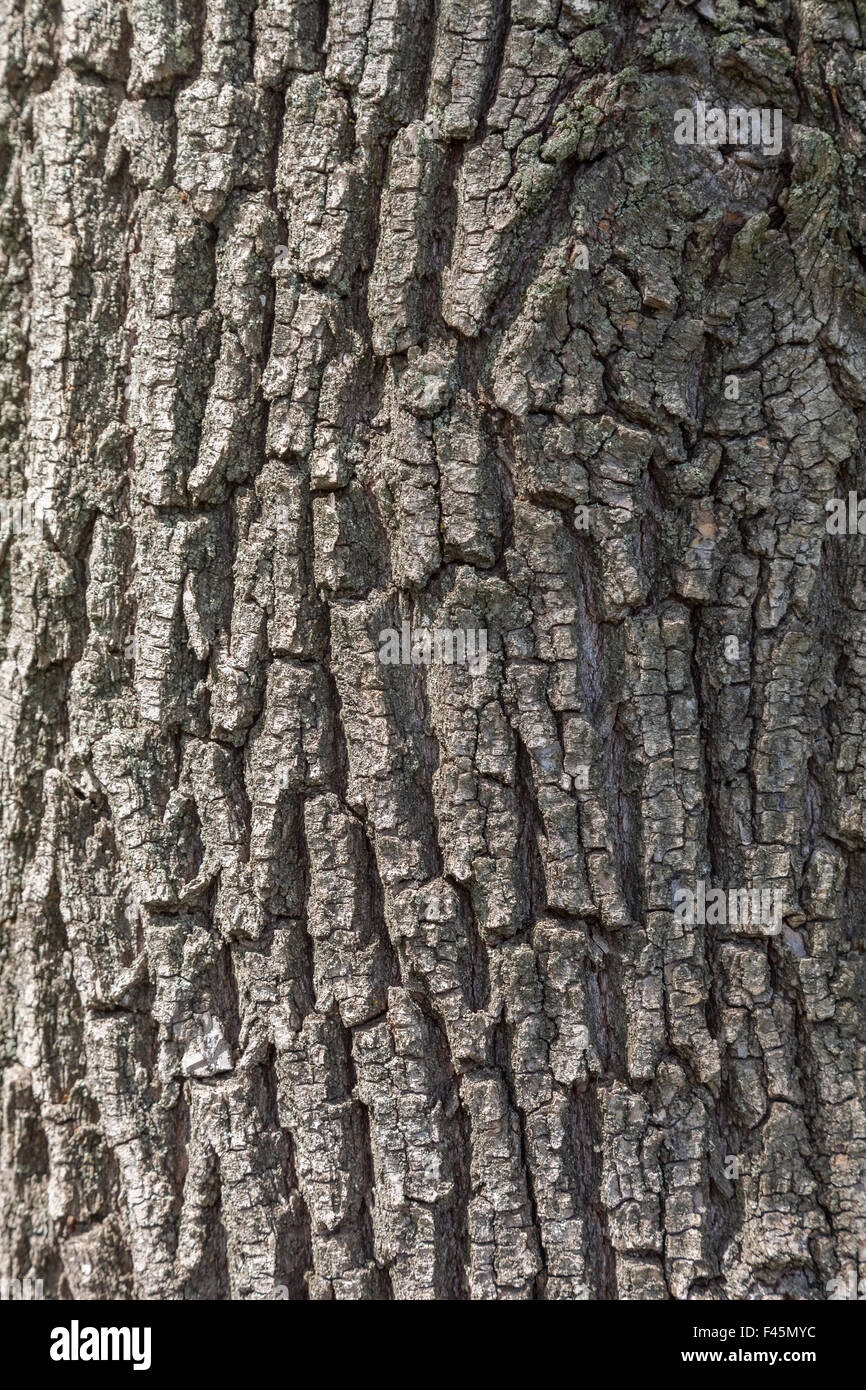 cracked tree bark pattern closeup Stock Photo