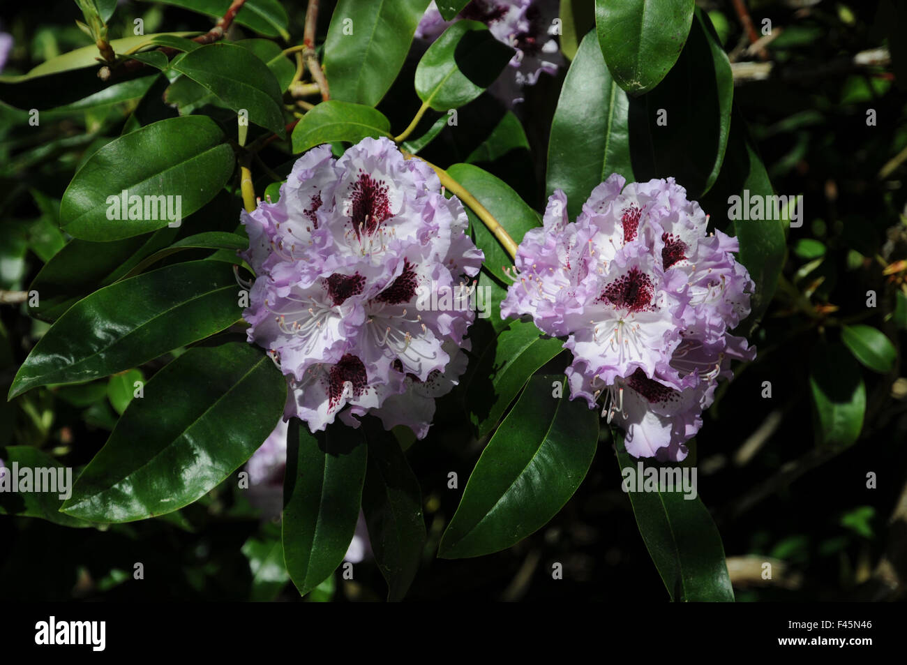 Rhododendron Blue Peter Stock Photo