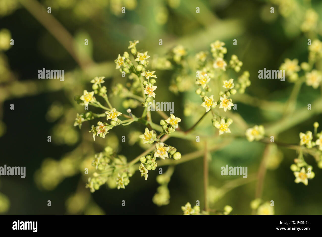 Smoke tree hi-res stock photography and images - Alamy