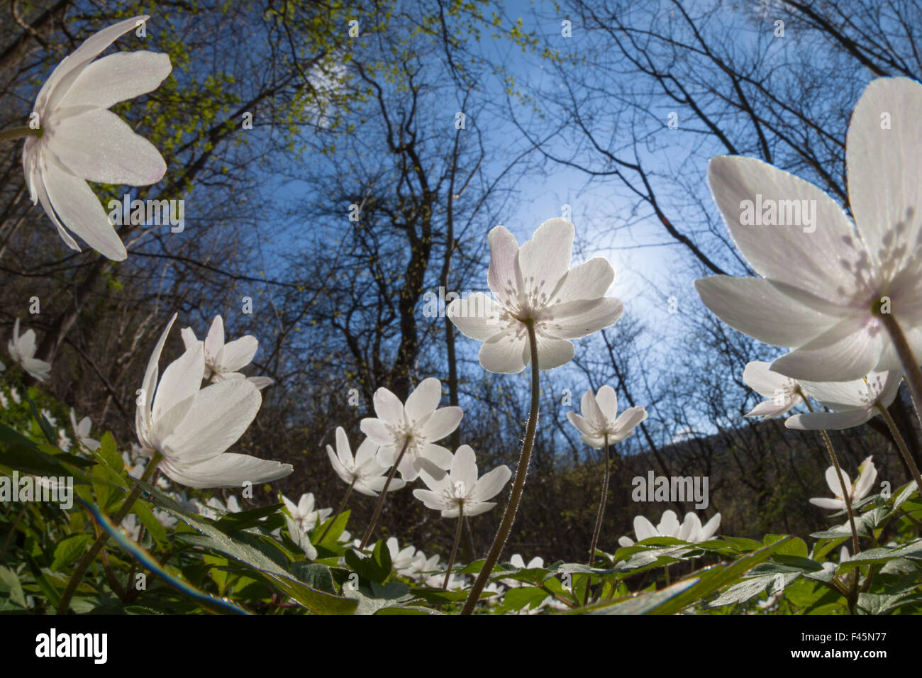 Wood Anemones (Anemone nemorosa) in flower on woodland floor, low angle fish eye view, Peak District National Park, Derbyshire, UK, May. Stock Photo
