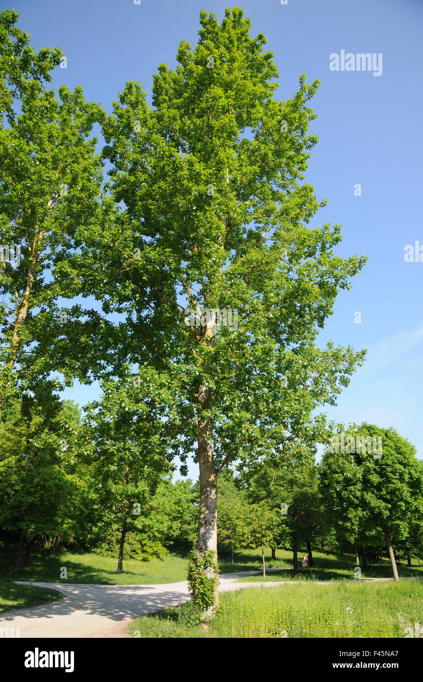 Balsam poplar Stock Photo - Alamy