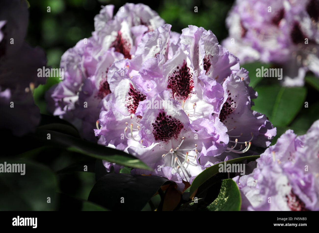 Rhododendron Blue Peter Stock Photo