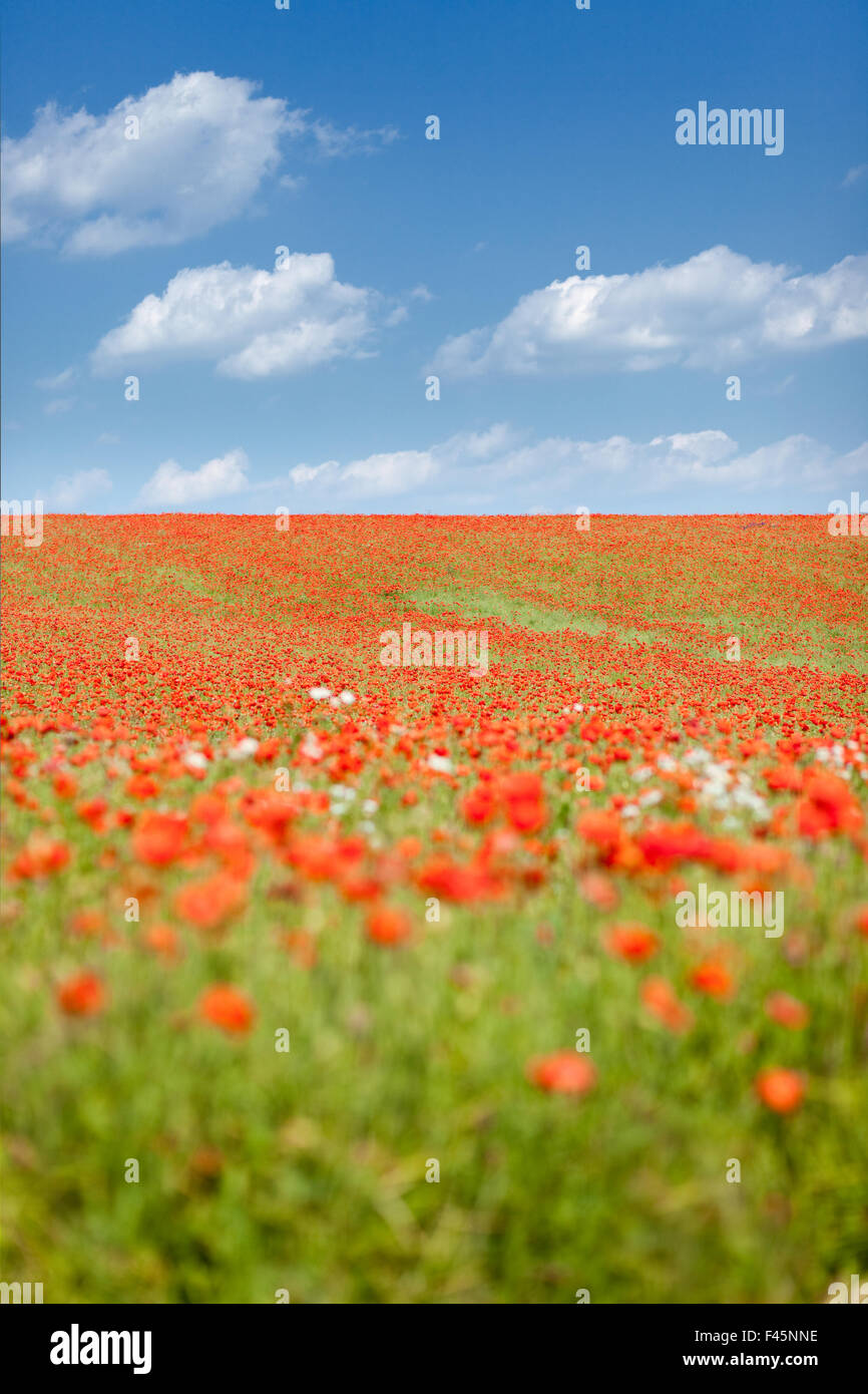 poppy seed flowering field Stock Photo Alamy