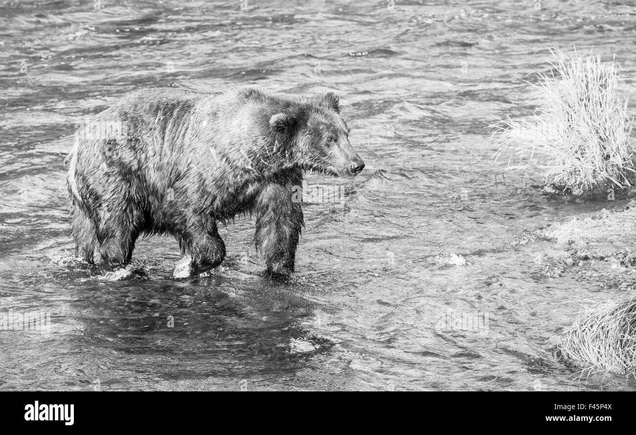 Bear on Alaska Stock Photo