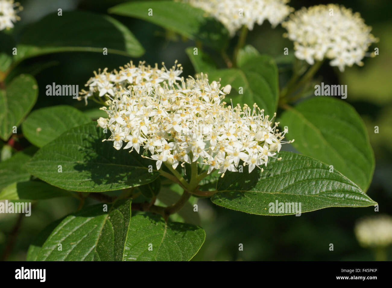 Common Dogwood Hi res Stock Photography And Images Alamy Common Dogwood Hi Res Stock Photography And Images Alamy