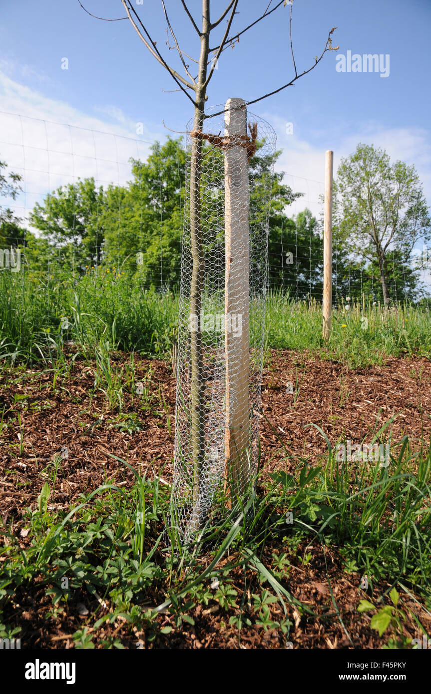 Tree protect Stock Photo