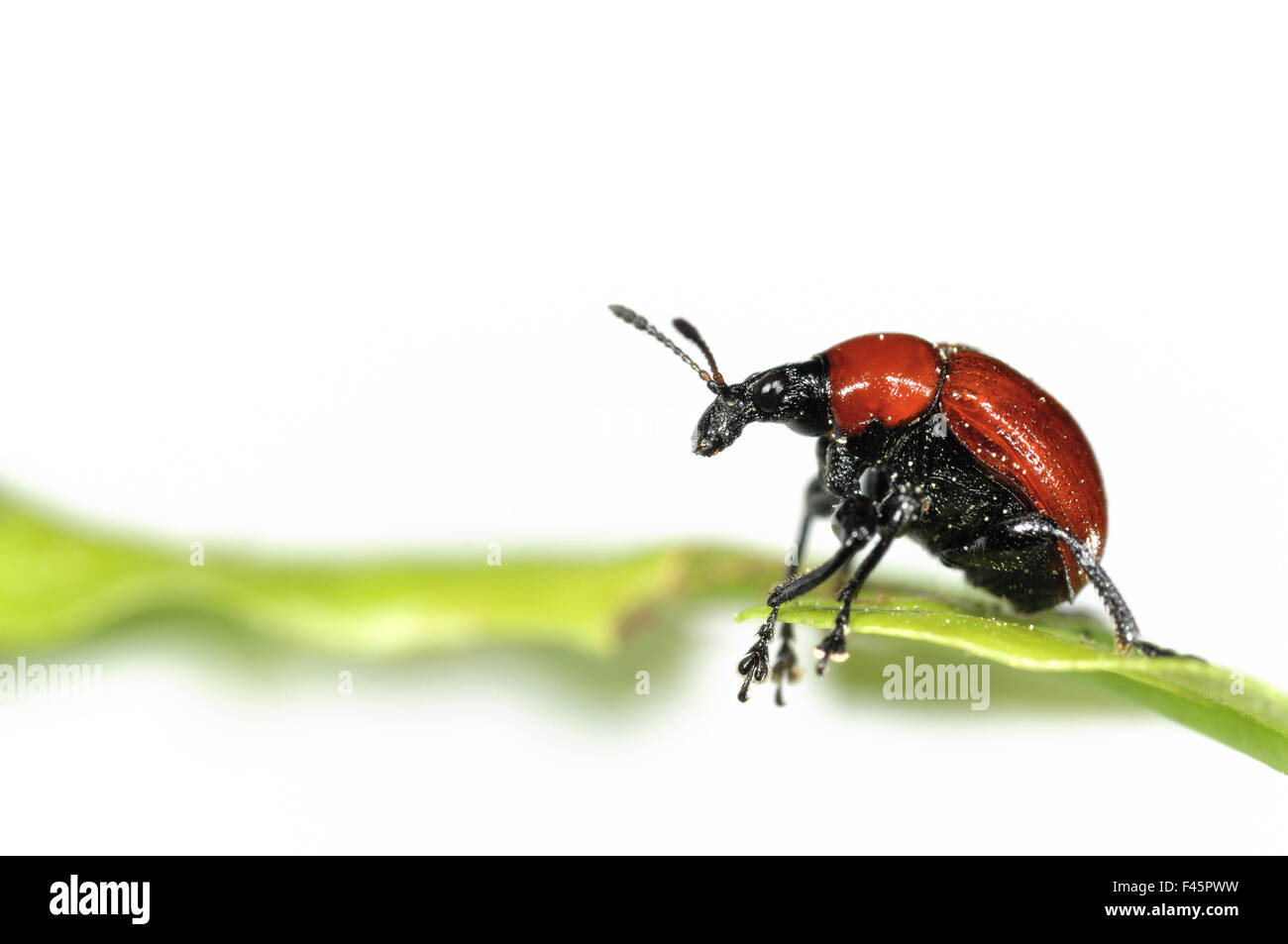 Oak Leaf Roller Beetle (Attelabus nitens) rolling leaf, Gohrde, Germany, May. (sequence 1/7) Stock Photo