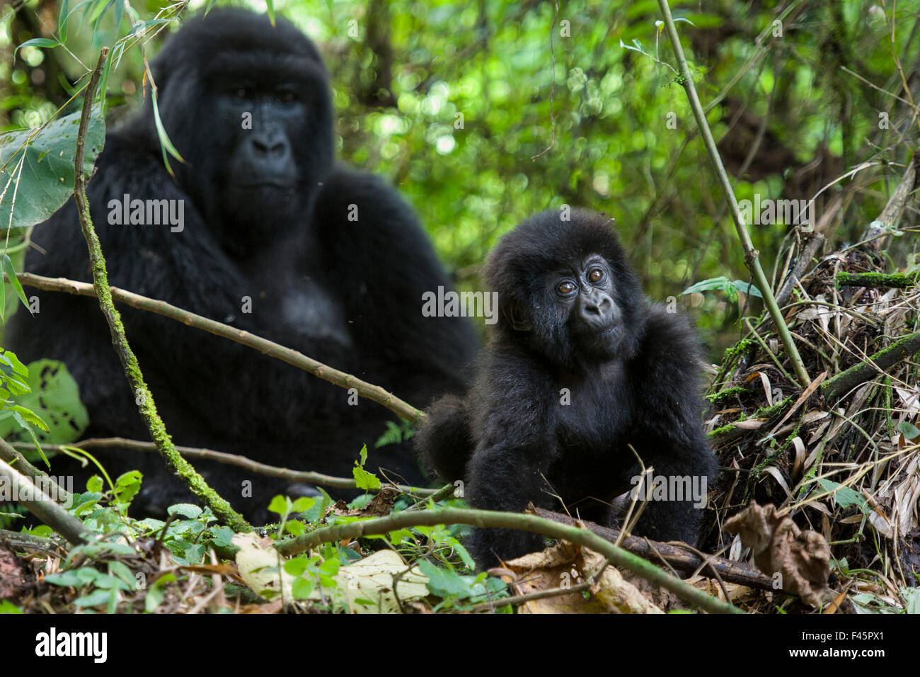 Gorilla With Baby High Resolution Stock Photography And Images Alamy