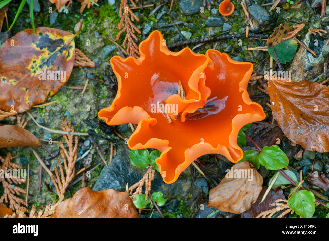 Orange Peel Fungus (Aleuria aurantia) Snowdonia, Wales, UK, October. Stock Photo