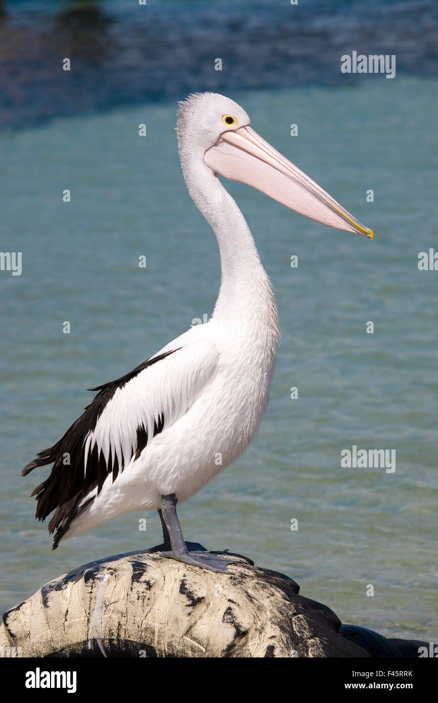 Pelican at seashore Stock Photo