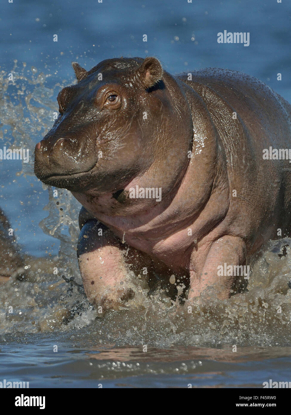 Baby Hippo Not Captive Not Zoo High Resolution Stock Photography And Images Alamy