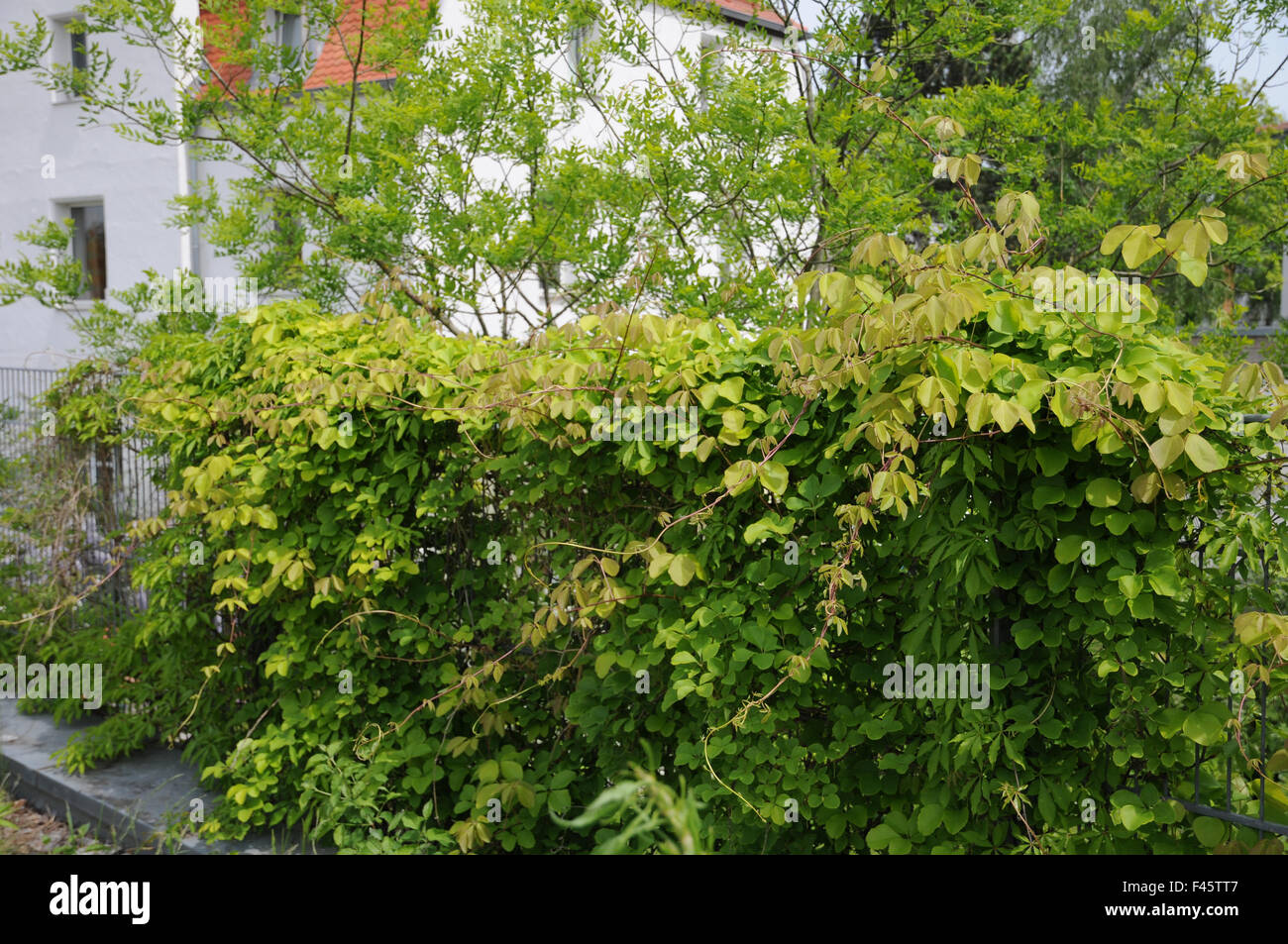 Akebia Stock Photo