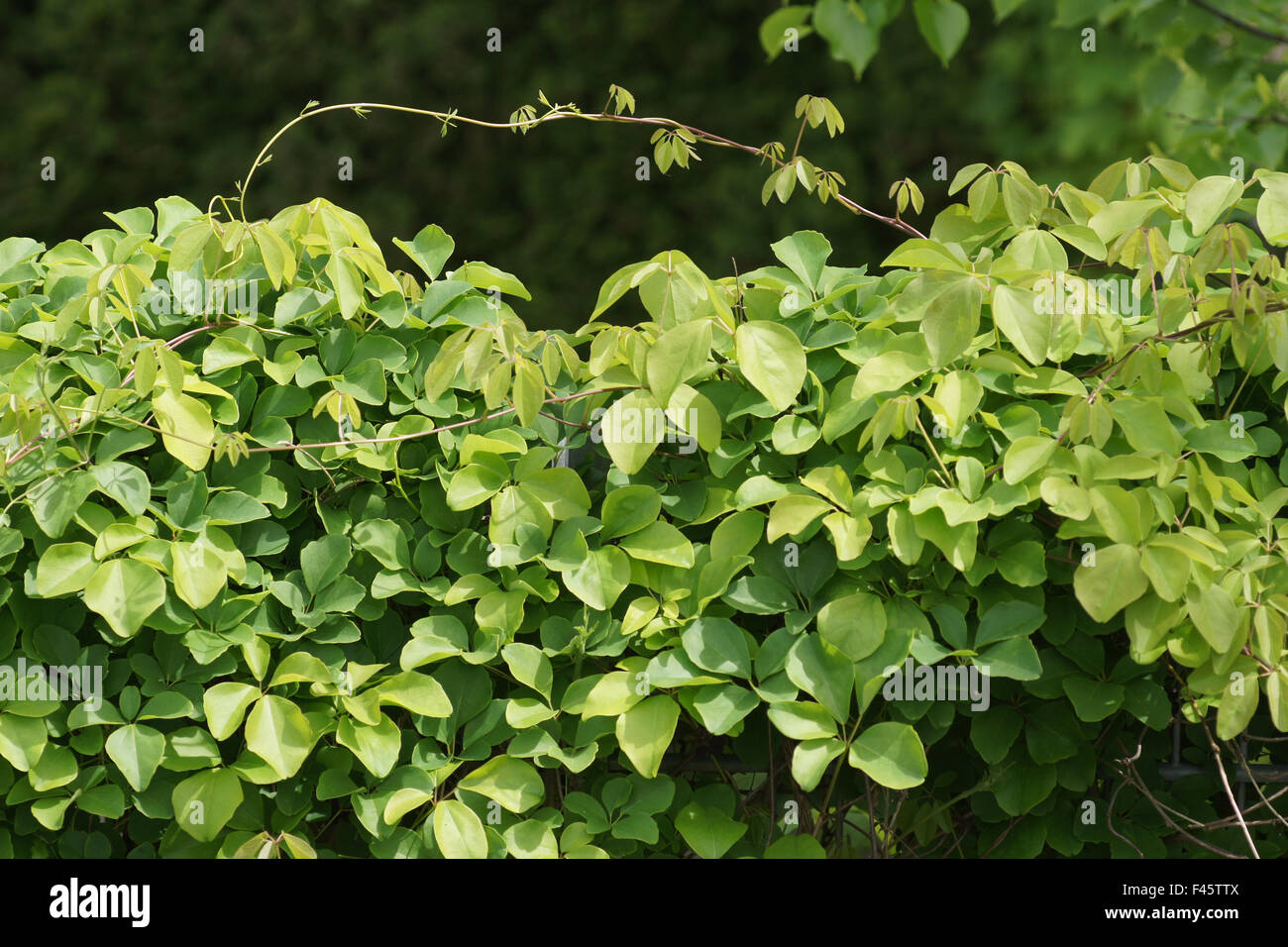 Akebia Stock Photo