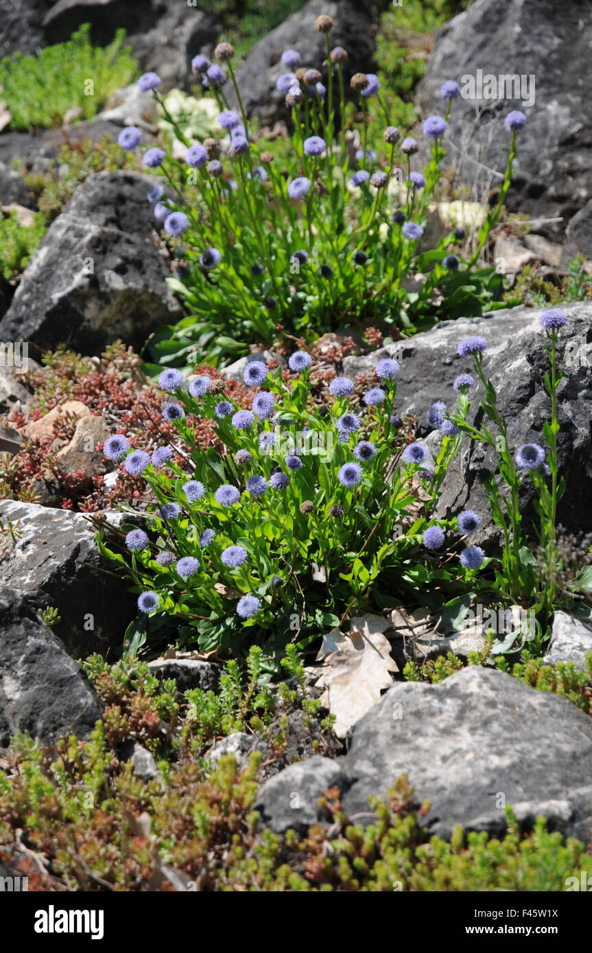 Globularia Elongata High Resolution Stock Photography and Images - Alamy