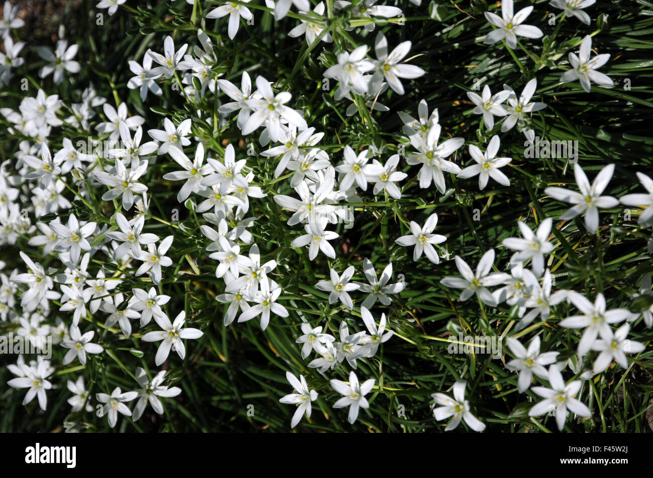 Star Of Bethlehem Stock Photo Alamy   Star Of Bethlehem F45W2J 