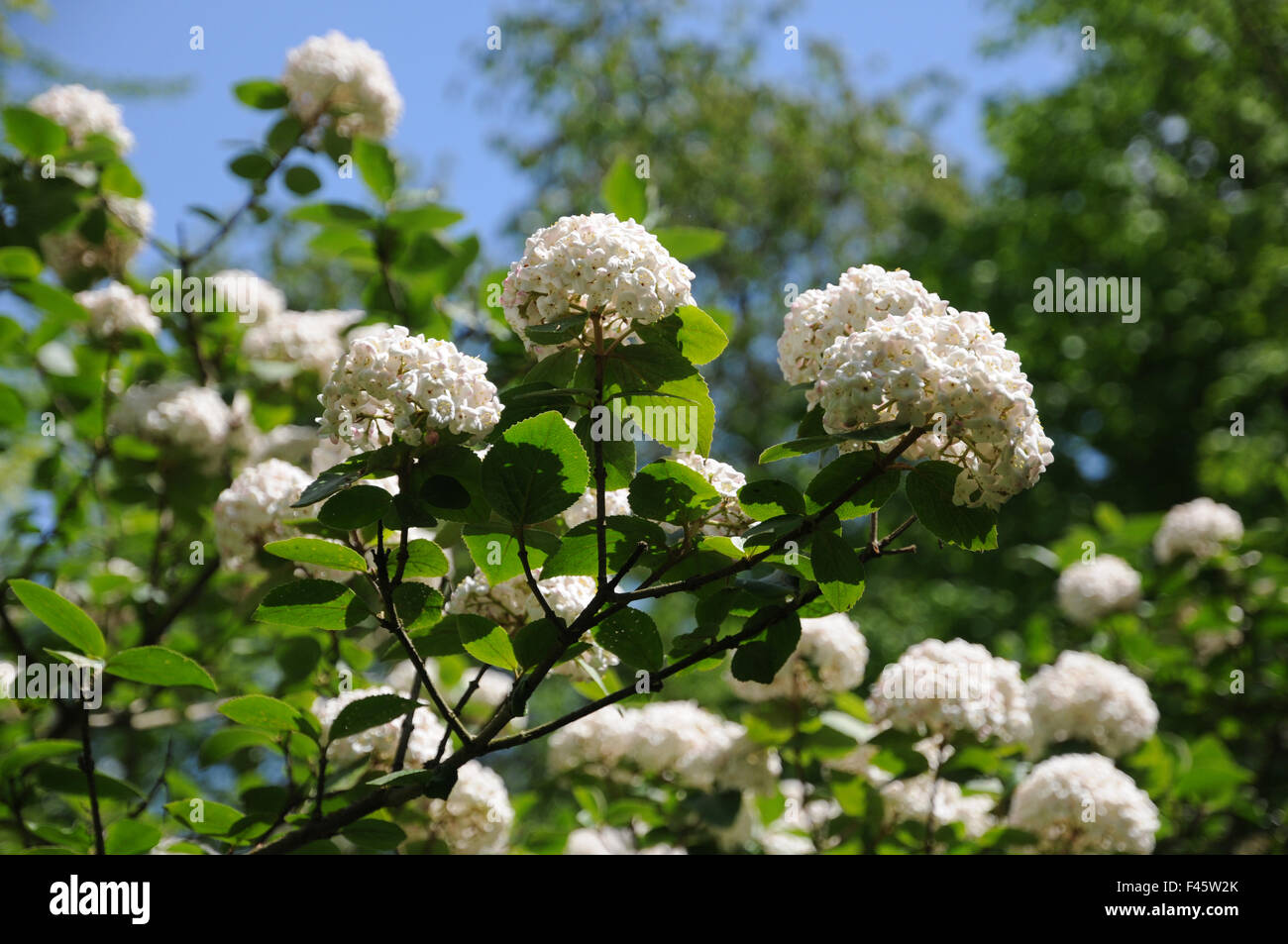 Korean spice viburnum Stock Photo Alamy