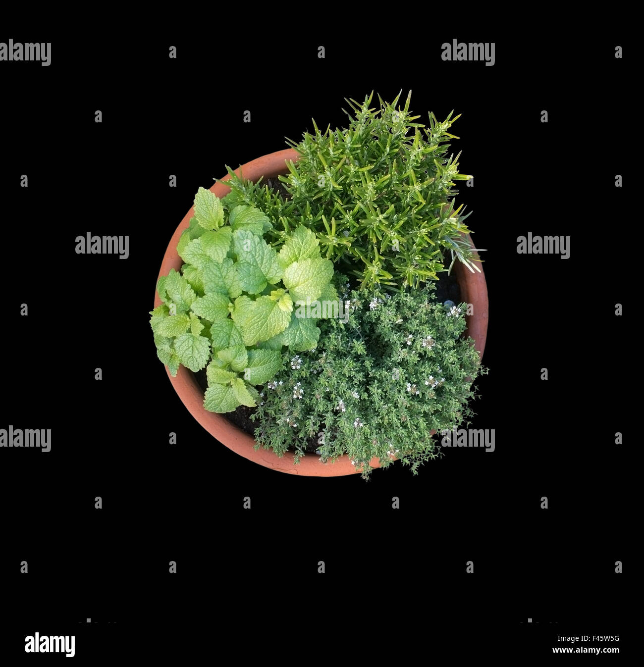 Young lemon balm, rosemary and thyme Stock Photo Alamy