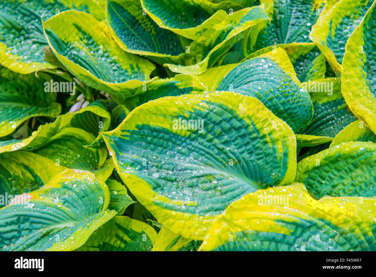 Green leaves (hosta) with water drops Stock Photo