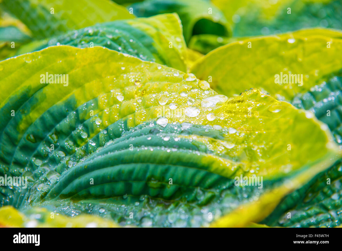 Green leaves with water drops Stock Photo