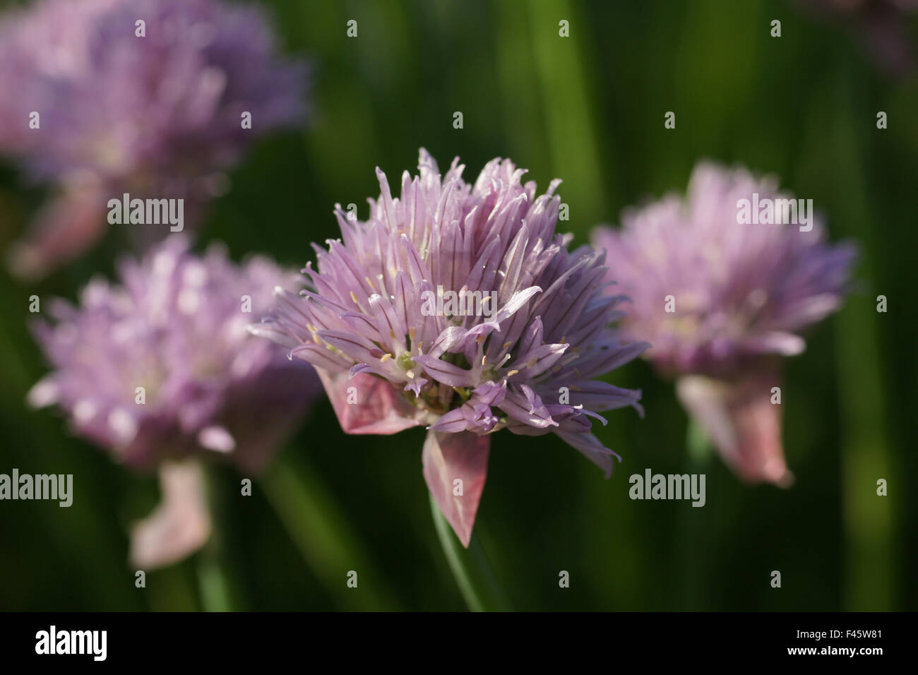 Chives Stock Photo