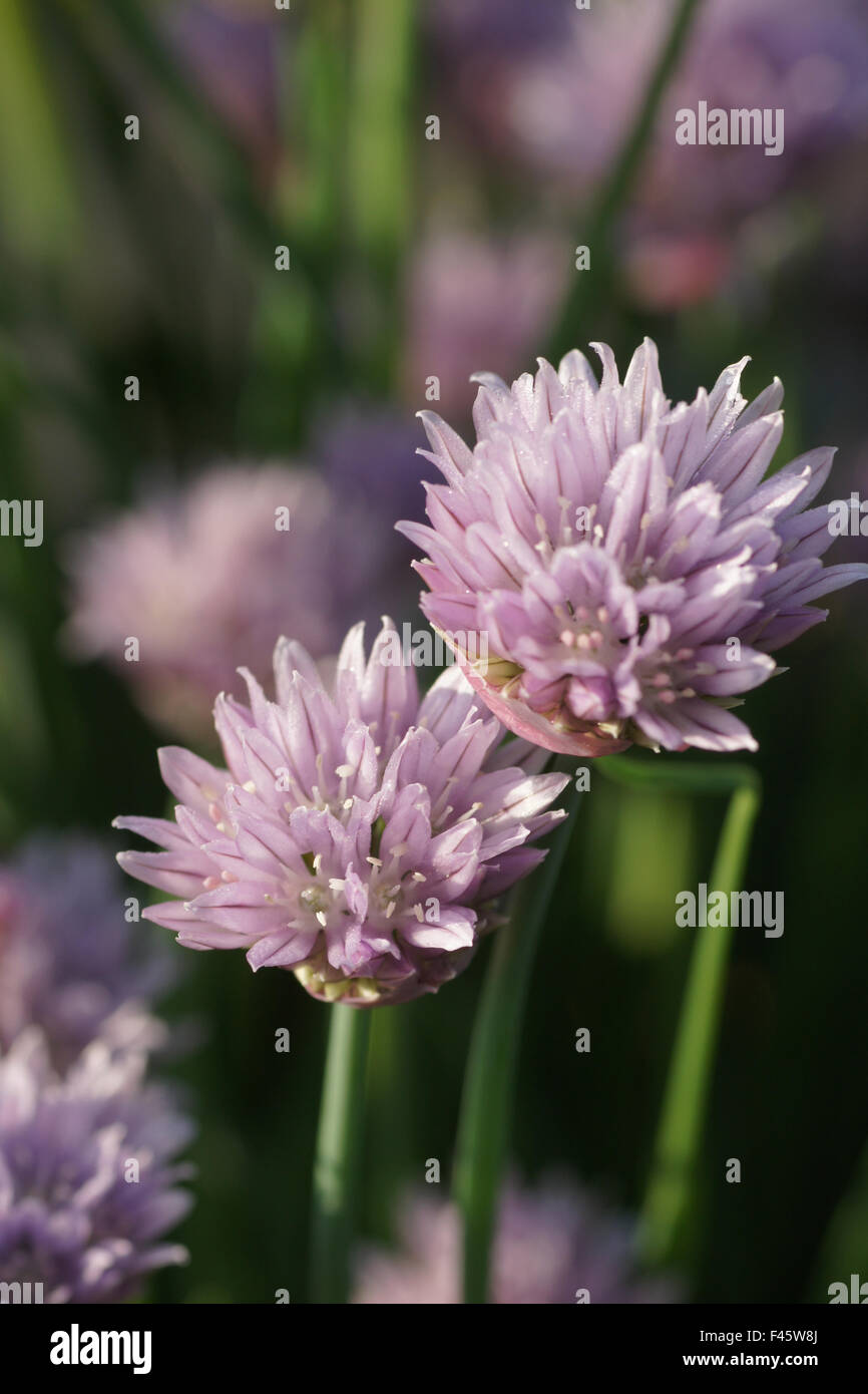 Chives Stock Photo