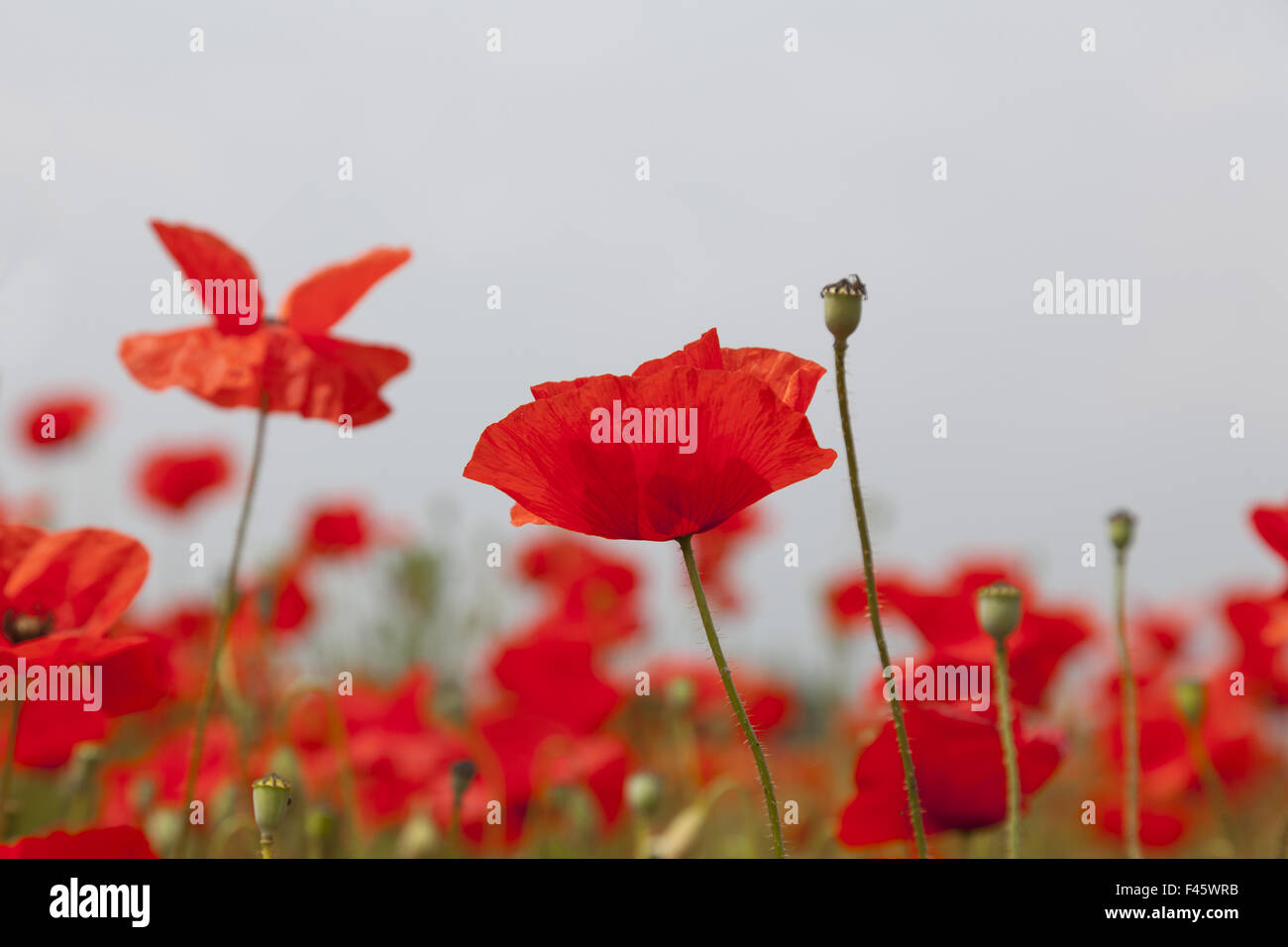 Poppies Stock Photo - Alamy