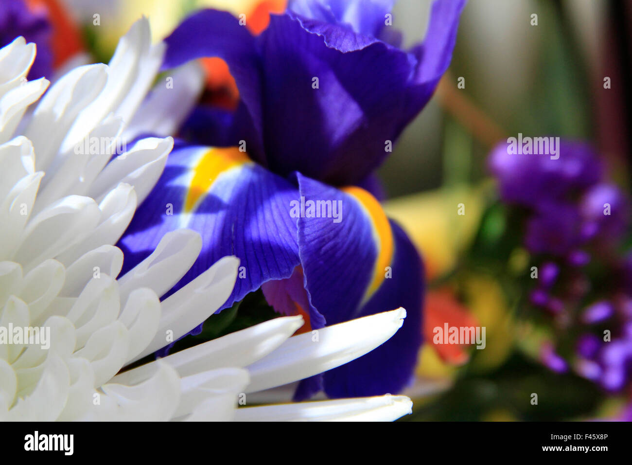 Bold blue and gold colored Iris flower petals up close Stock Photo
