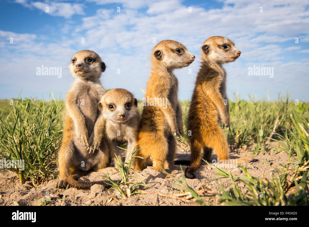 Meerkat (Suricata suricatta) group of babies, Makgadikgadi Pans, Botswana. Stock Photo