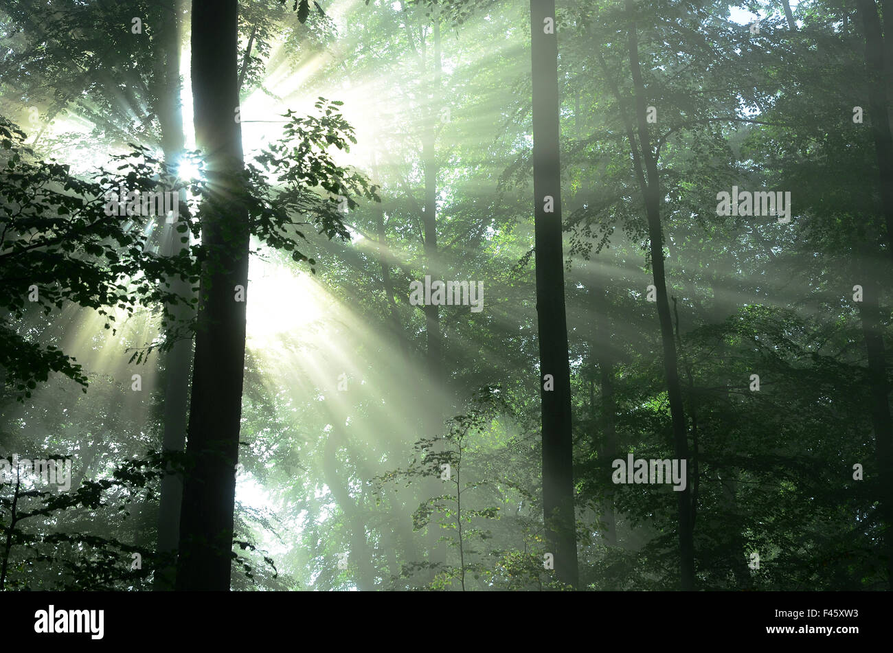 light mood, sunrise; forest Stock Photo