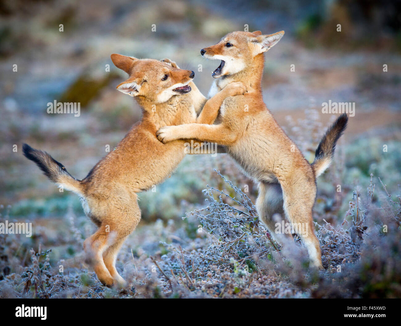 Ethiopian Wolf (Canis simensis) five month cubs playing, Bale Mountains National Park, Ethiopia. Stock Photo