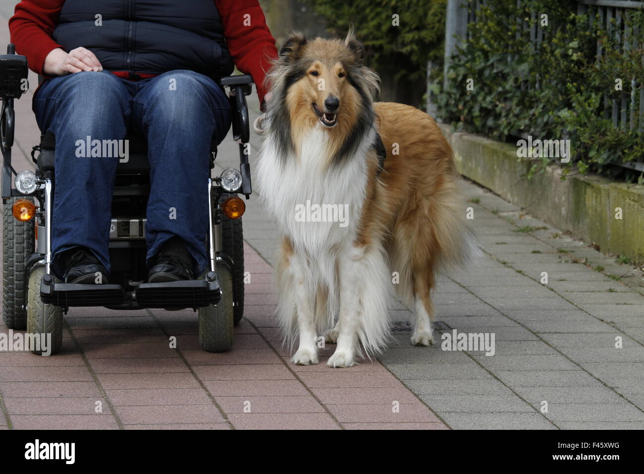 companion dog Stock Photo