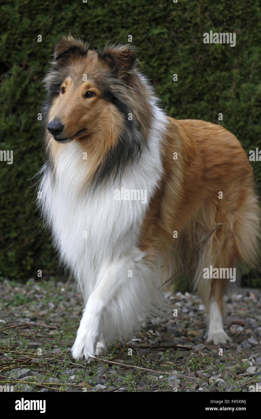 Collie Portrat High Resolution Stock Photography and Images - Alamy