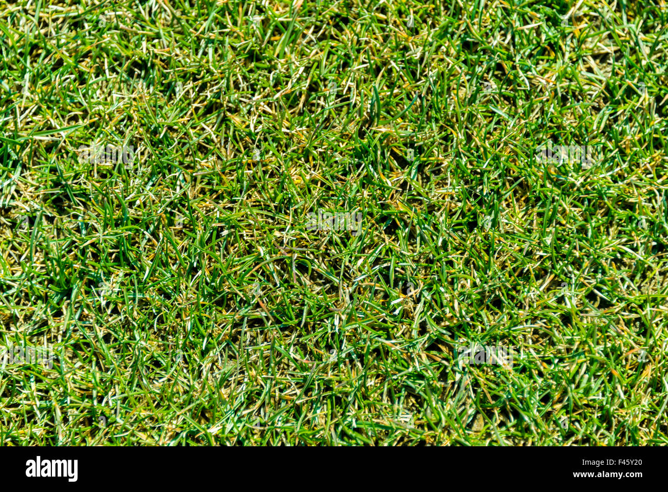 Close up of green grass for your background Stock Photo - Alamy