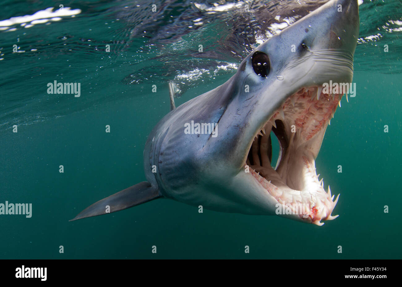 Isurus hi-res stock photography and images - Alamy