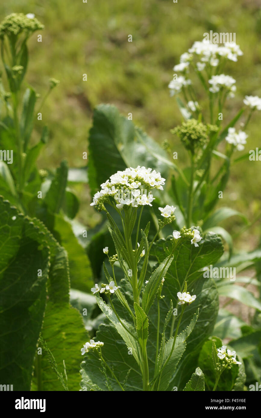 Horseradish Stock Photo Alamy