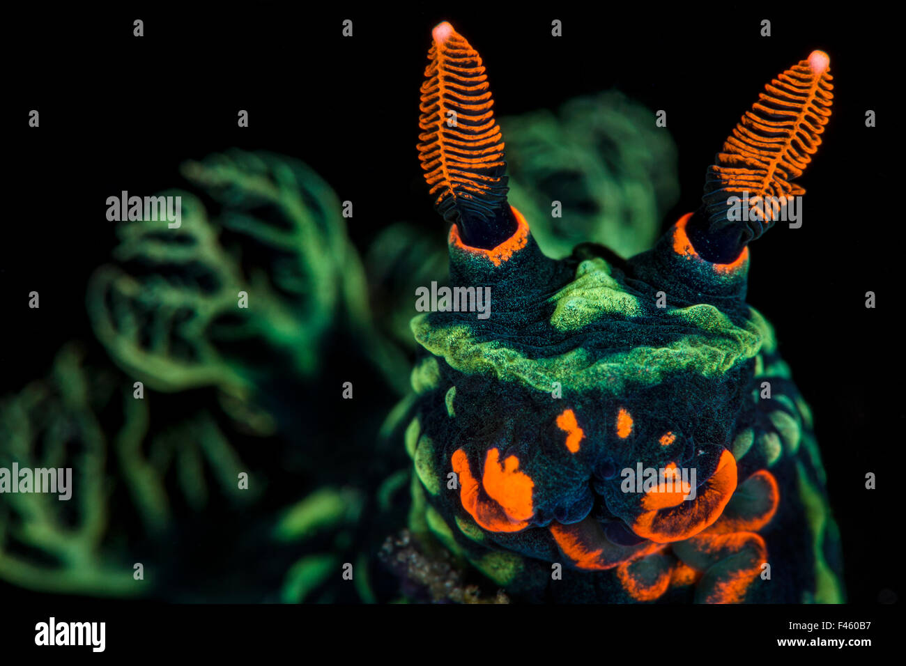 High magnification photo of Nudibranch (Nembrotha kubaryana), showing orange mouth parts and sensory rhinophores, and green gills (out of focus) Bitung, North Sulawesi, Indonesia. Lembeh Strait, Molucca Sea. Finalist, Wildlife Photographer of the Year (WP Stock Photo