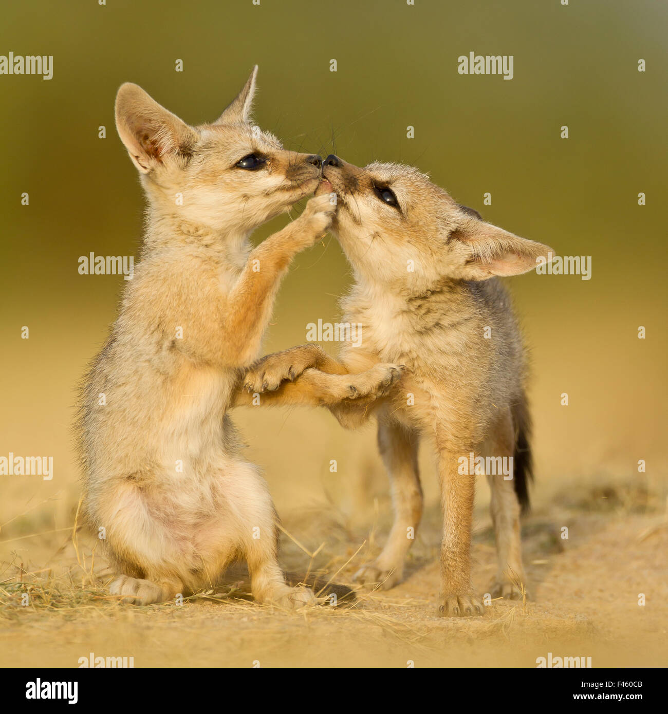 Indian fox (Vulpes bengalensis) pups at play by a den in the Little Rann, Kutch, Gujarat, India.  Honorable mention in the Land Mammals category of the BigPicture Competition 2014. Stock Photo