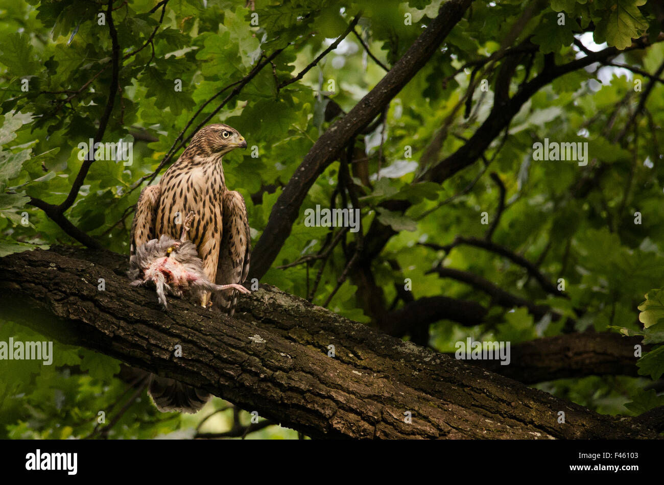 Northern goshawk (Accipiter gentilis), recently fledged juvenile with feral pigeon prey. Berlin, Germany, July. Nominated in the Melvita Nature Images Awards competition 2014. Stock Photo