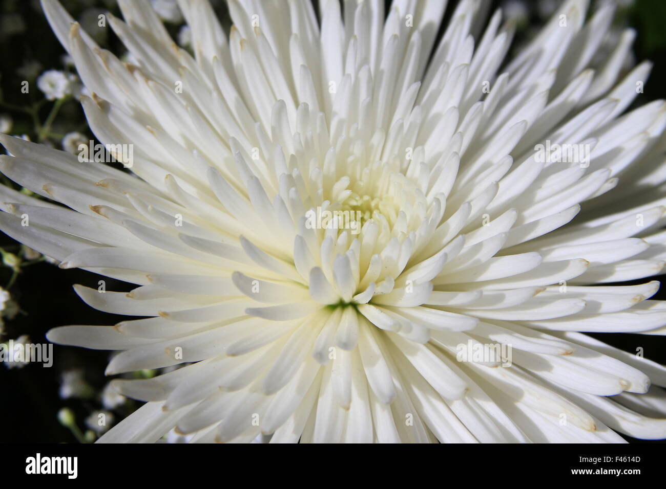 Beautiful white spider mum flower macro photography Stock Photo