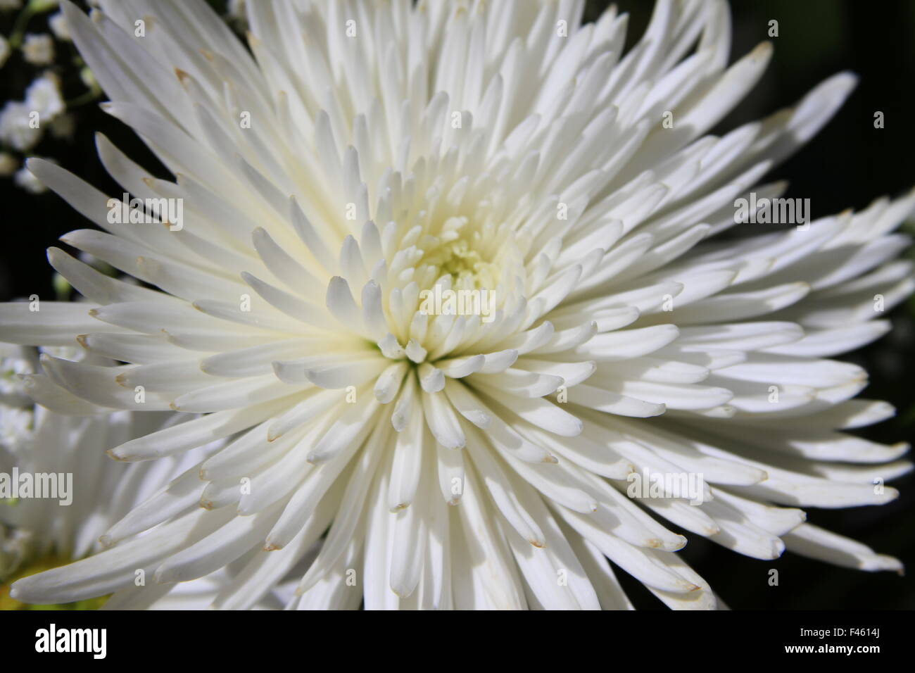 Beautiful white spider mum flower macro photography Stock Photo - Alamy