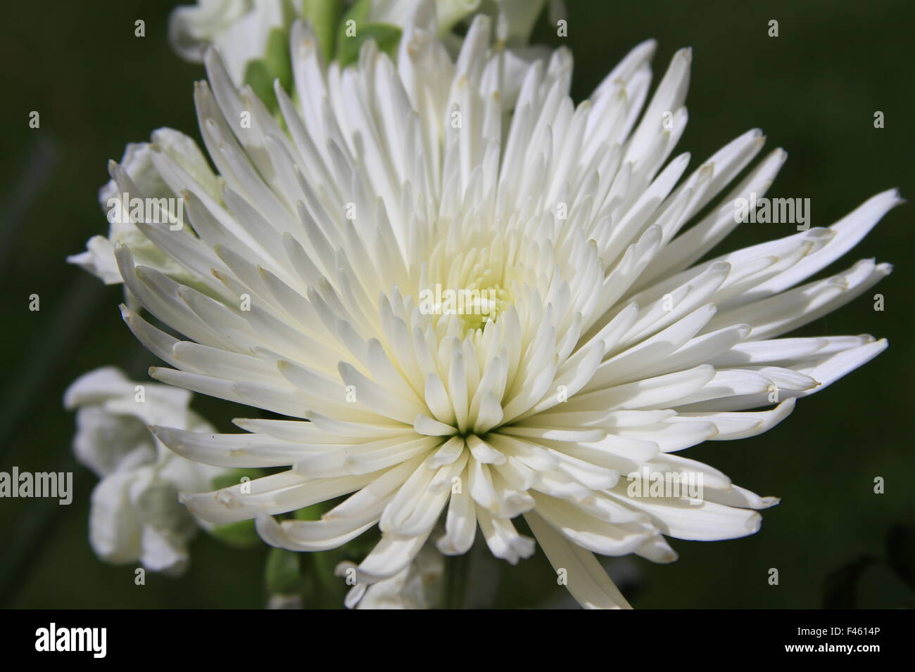 Beautiful white spider mum flower macro photography Stock Photo