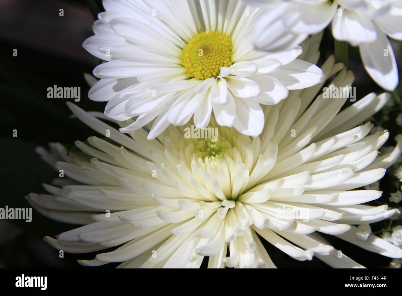 White daisy and white spider mum flowers Stock Photo