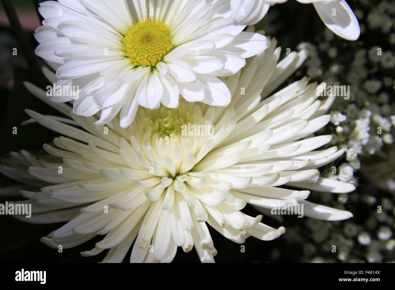 White daisy and white spider mum flowers Stock Photo