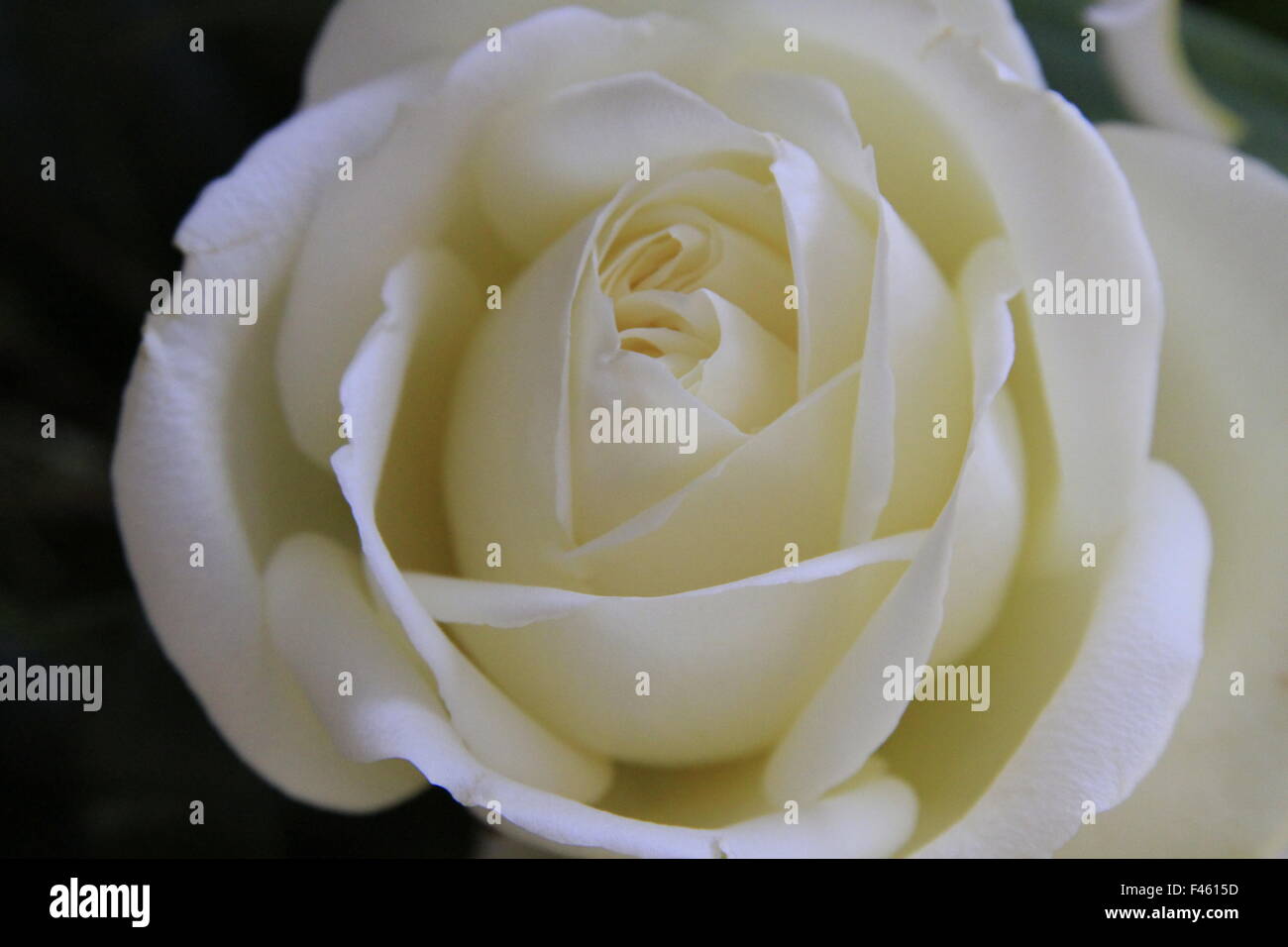 White Rose in a flower arrangement Stock Photo - Alamy
