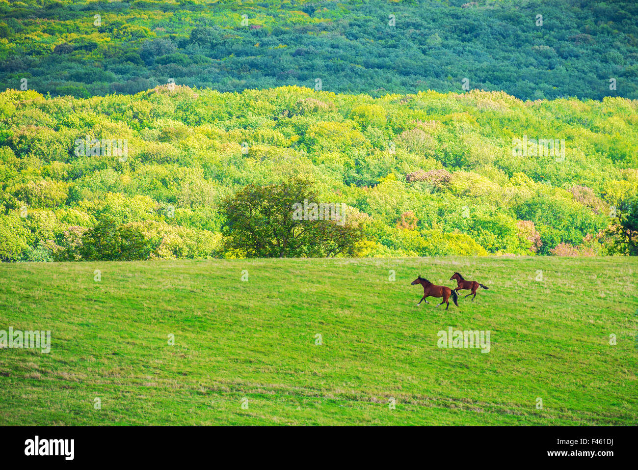 Two horses on green meadow Stock Photo
