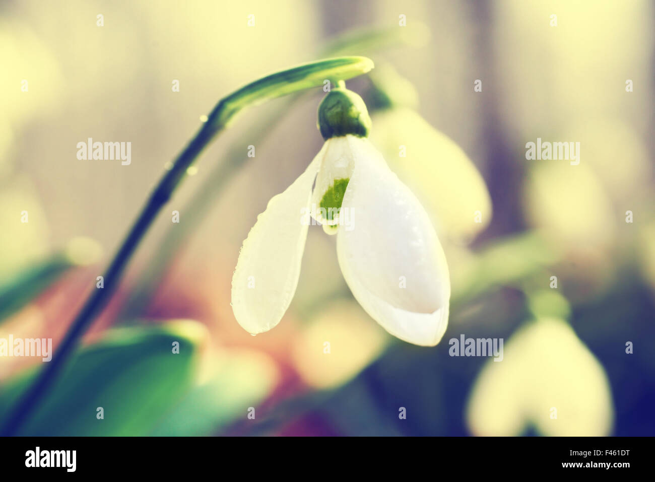 Spring snowdrop flowers Stock Photo